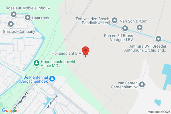 Hollandplant Bv
