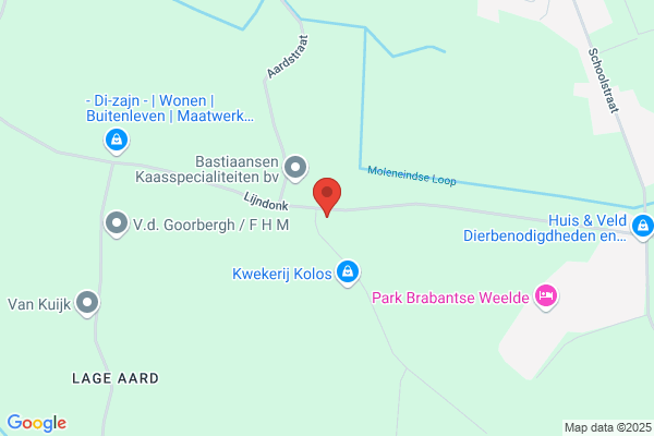 Jong, De