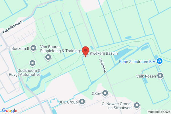 Jaap Bazuin Kamerplanten