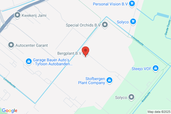 Bergplant Bv