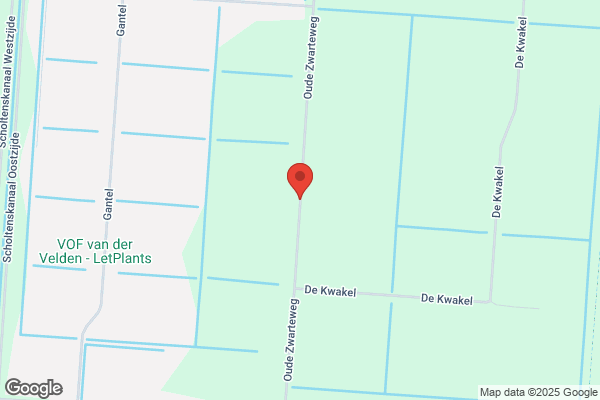 Rozenkwekerij Ammerlaan Bv