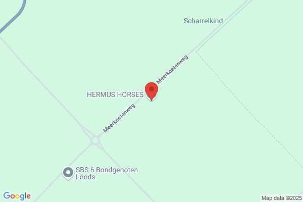 Indian Horses