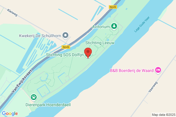 Dolfijn