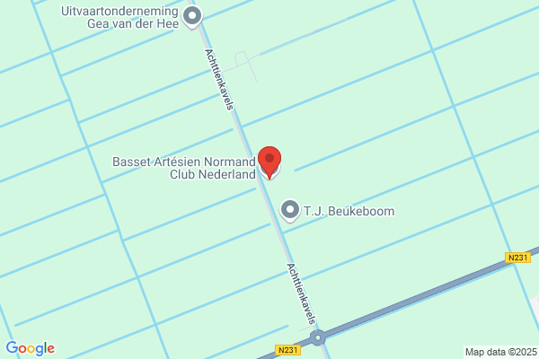 Basset Artesien Normand Club Nederland