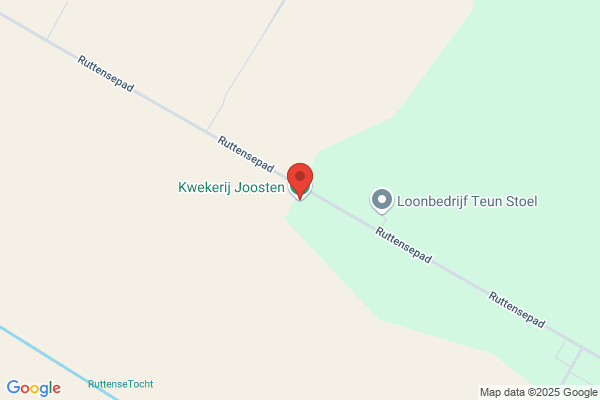 Anturium Kwekerij Joosten Veens Bv