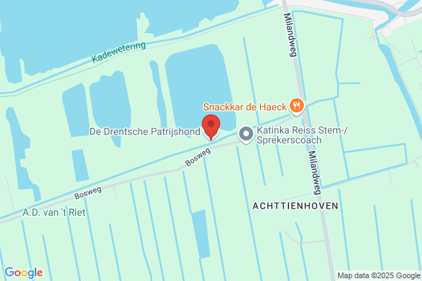 Drentsche Patrijshond, De