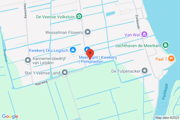 Jong, De