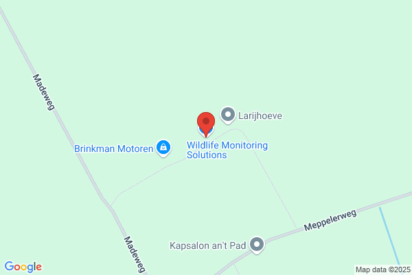 Amon