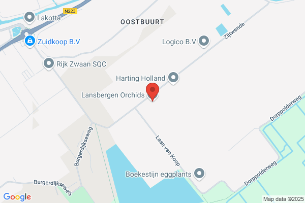 Zanbergen Vianen Orchideeen