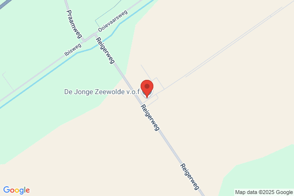 Jong, De